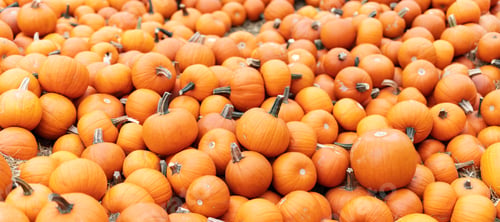 Preview: Halloween pumpkins background.