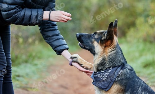 Preview: Dogs never bite me. Shot of a person feeding his adorable german shepherd at the park.