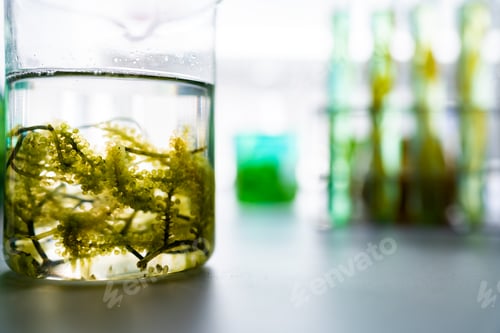 Preview: green alga laboratory research, alternative biofuel energy technology, biotechnology concept