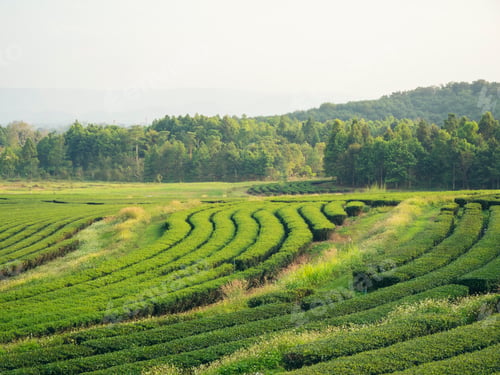 Preview: Green tea tree leaves field young tender bud herbal Green tea tree in camellia sinensis organic