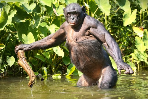 Preview: Bonobo chimpanzee in the river in the wilderness in Democratic Republic of the Congo