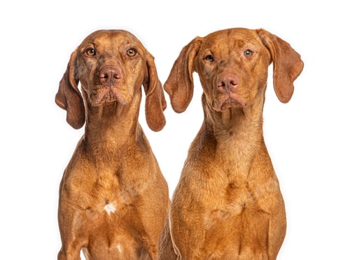 Preview: Vizsla dogs looking at camera on white background