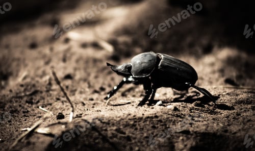 Preview: Small beetle on the ground, surrounded by dirt and foliage