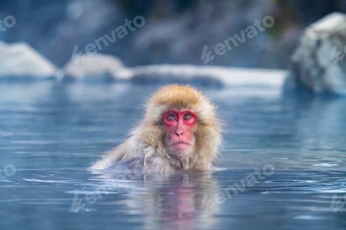 Preview: Snow monkey (Japanese Macaque) in a hot water, Nagano, Japan