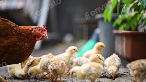 Preview: A laying hen with her chickens walks around the yard and collects crumbs of bread.