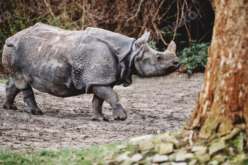 Majestic One-Horned Rhinoceros Walking on Dirt Terrain