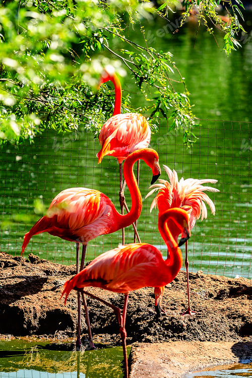 Preview: Flock of pink flamingos at the zoo