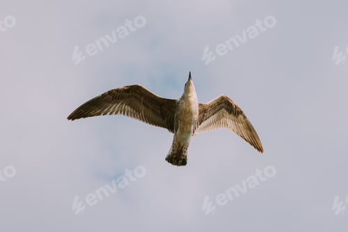 Vista previa: Gaviota volando sobre el mar