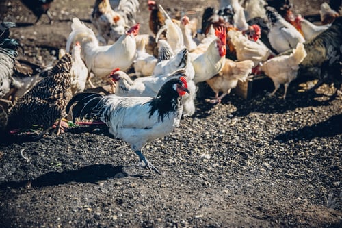 Preview: Group of free range chickens grazing at a farm