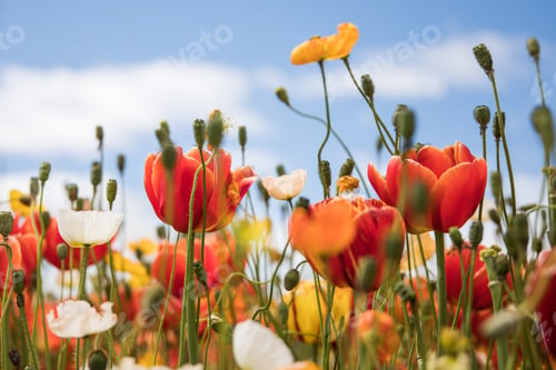 Preview: Field of bright colorful flowers on a bright sunny spring day with tall stems against blue sky