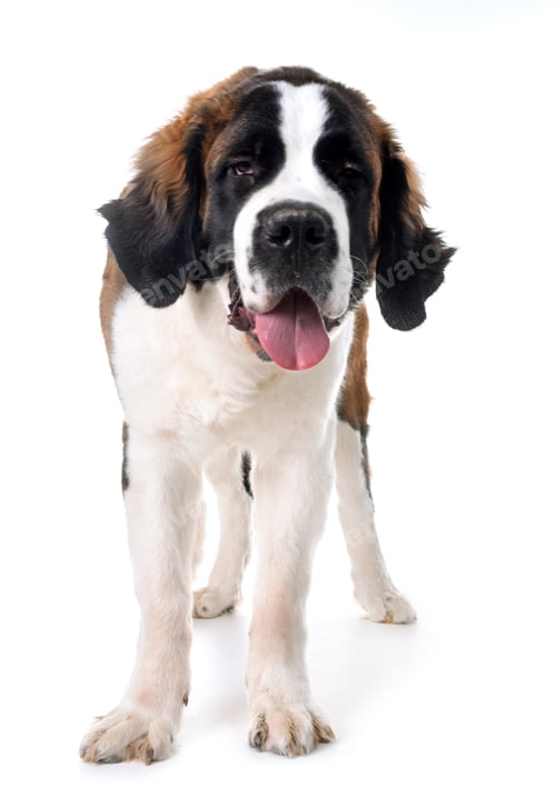 Preview: young saint bernard