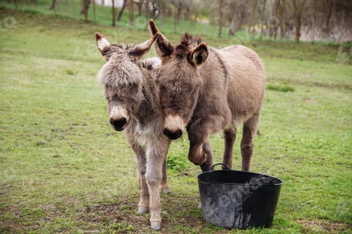Preview: Donkeys in country yard.