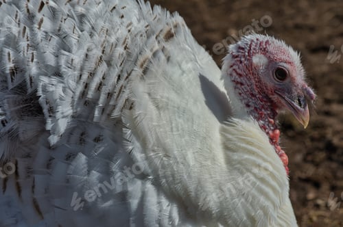 Preview: Closeup shot of a white turkey outdoors