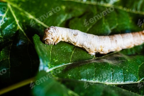 Preview: A Bombyx mori alone, silkworm, on green mulberry leaves, the only tree from which it can feed.