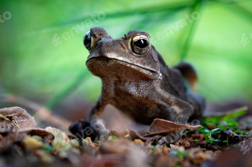 Preview: Brown garden frog with green background