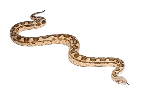 Preview: Moorish viper - Macrovipera mauritanica, poisonous, white background