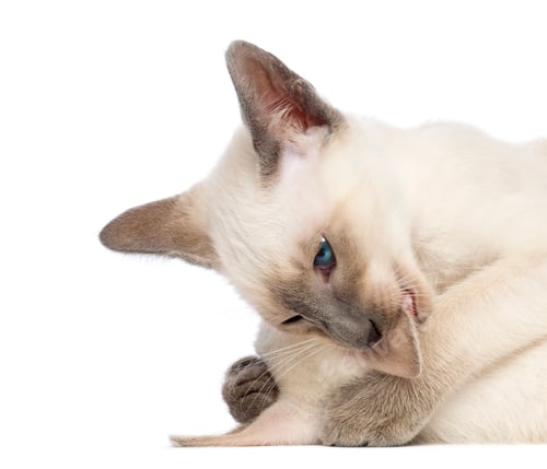 Preview: Two Oriental Shorthair kittens, 9 weeks old, play fighting and biting ear against white background