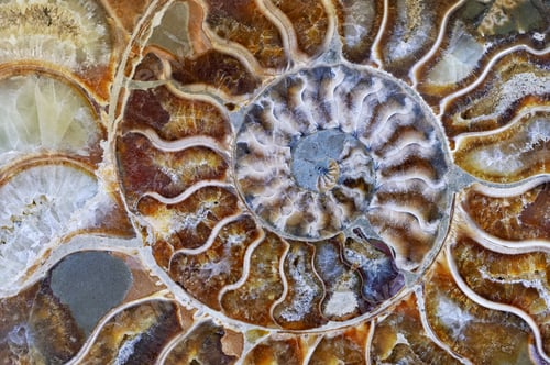 Preview: Petrified ammonite shell spiral pattern