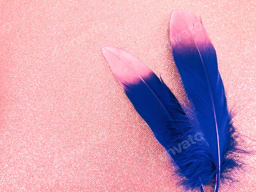 Preview: Colorful feathers