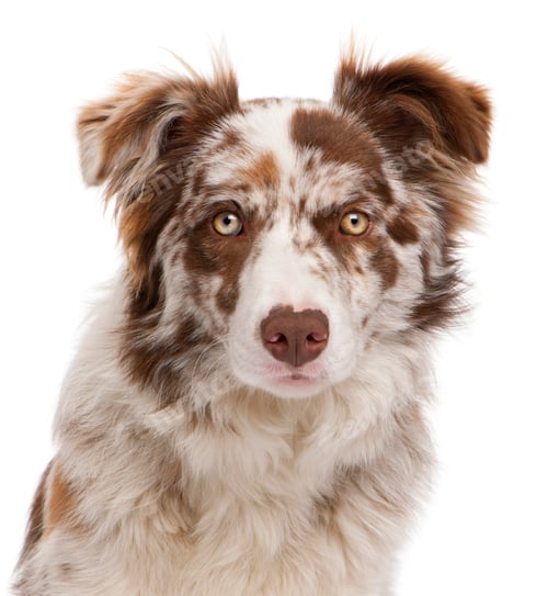 Preview: Close-up of Red Merle Border Collie, 6 months old, in front of white background