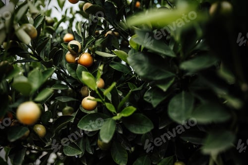 Preview: garden