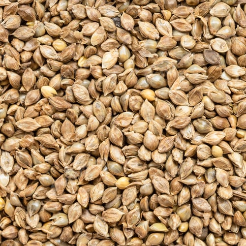 Preview: whole-grain barnyard millet seeds close up