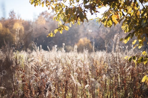 Preview: Dry autumn grasses in field in morning sun. Beautiful nature background with bokeh. Banner