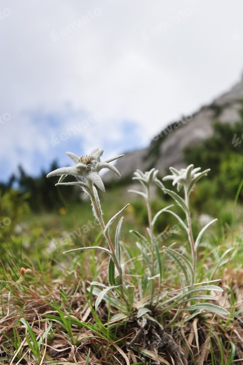 Close-up of Edelweiss Flowers in a Grassy Field