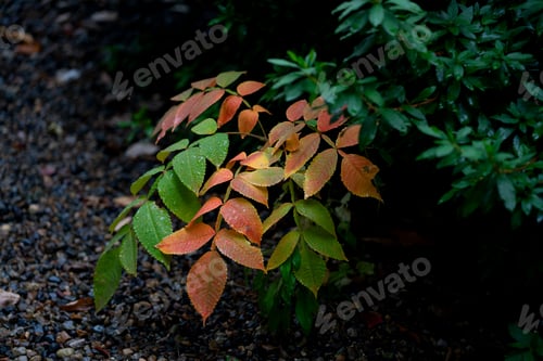 Preview: Autumn leaves in green and red with rain droplets in the garden