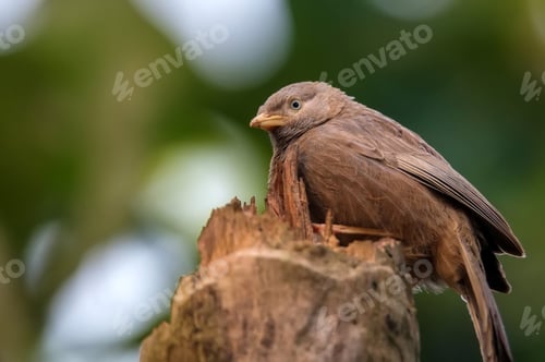 Preview: Yellow-billed babbler or Argya affinis perches on a tree