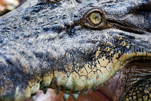 Preview: Crocodile eye