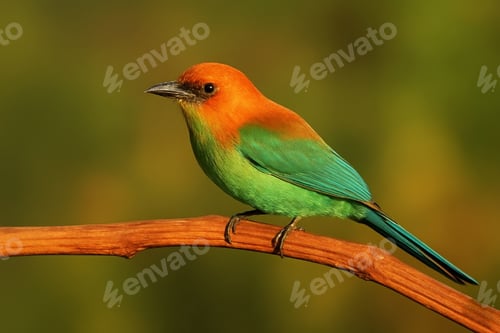 Preview: Colorful bird in golden hour