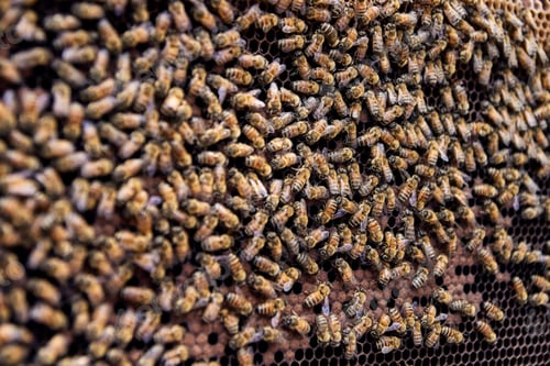 Preview: Thousands of bees swarming on honeycomb in hive showcasing busy pollinators