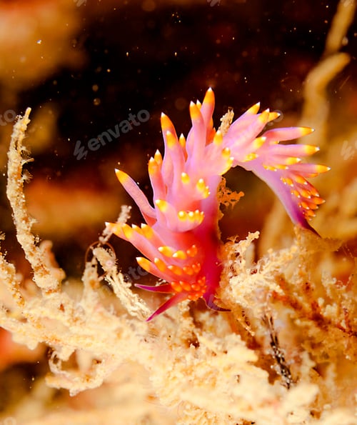 Preview: A Creative and Beautiful Indonesia underwater pictures