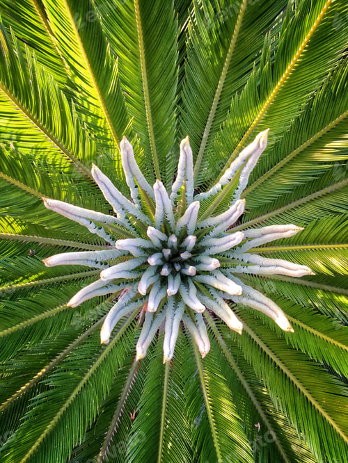 Preview: Green exotic palm tree