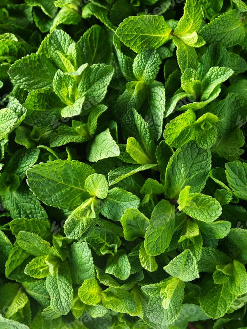 Preview: Fresh mint, full frame, close-up
