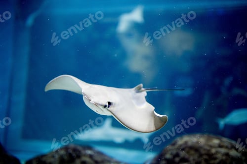 Preview: Closeup shot of a skate fish underwater with a blurred background