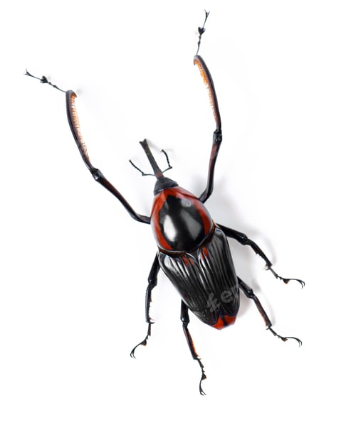 Preview: Its a bugs life