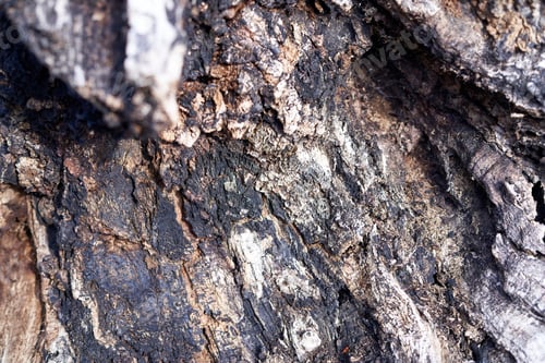 Preview: Oak bark texture background