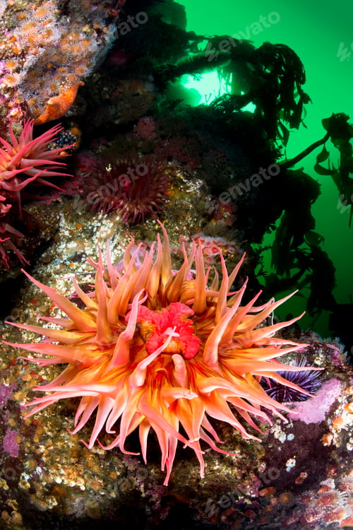 Preview: Anemone feeding