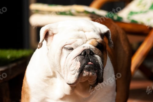 Preview: English bulldog in the sun