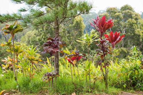 Aperçu: Tropical plants background in Hawaii