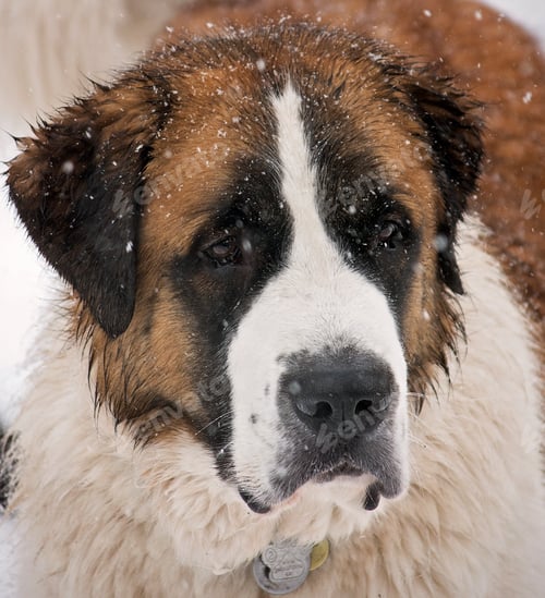 Preview: St. Bernard dog snowy face.