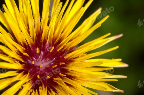 Preview: Flower (Reichardia gaditana)