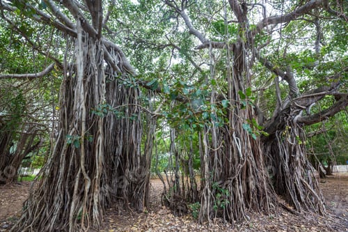 Preview: Big tree