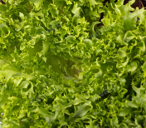 Preview: Oak Leaf lettuce background closeup