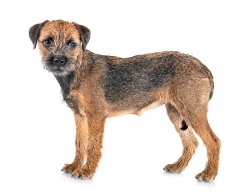 Preview: young border terrier