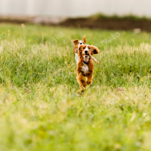 Preview: Young ginger spaniel y running in a green field and playing with a stick