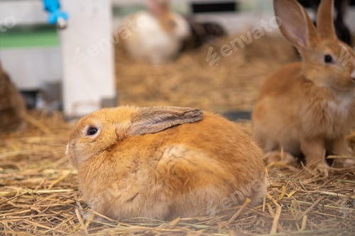 Preview: little rabbit on the hay