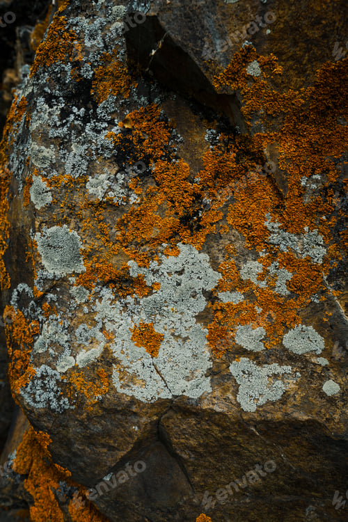Preview: Natural background of rough mountain rock with orange lichen